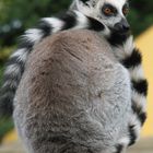 Ring Tailed Lemur