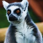 RING TAILED LEMUR