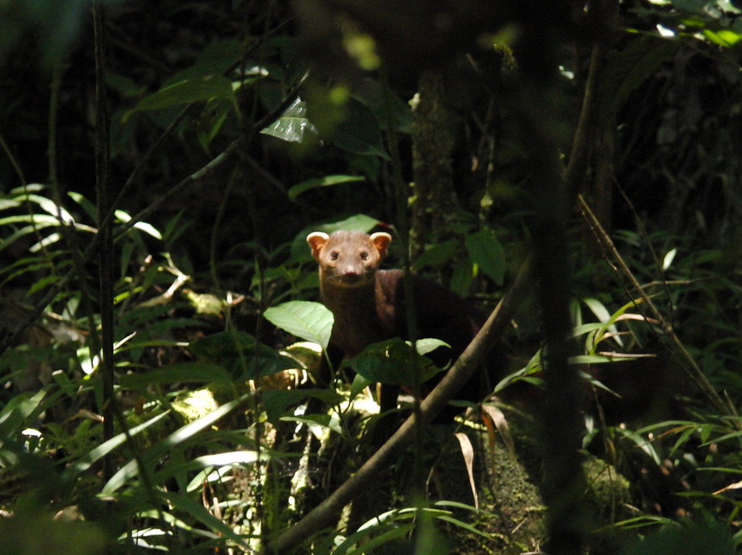 Ring Tailed Mongoose