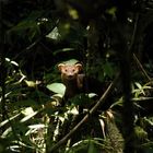 Ring Tailed Mongoose