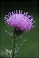 Ringdistel