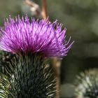 Ringdistel (Carduus)