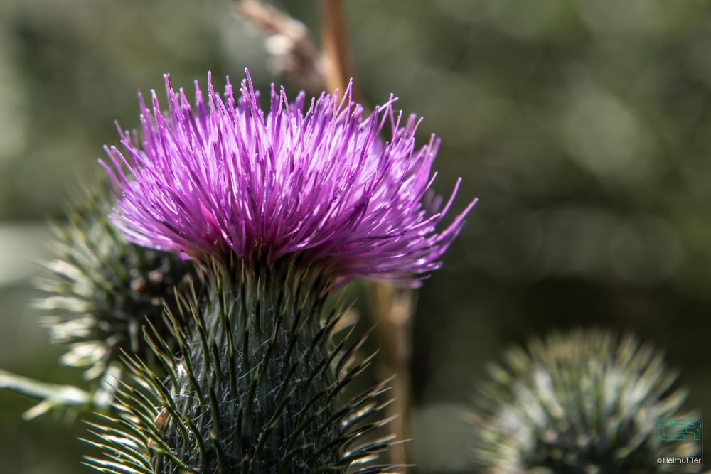 Ringdistel (Carduus)