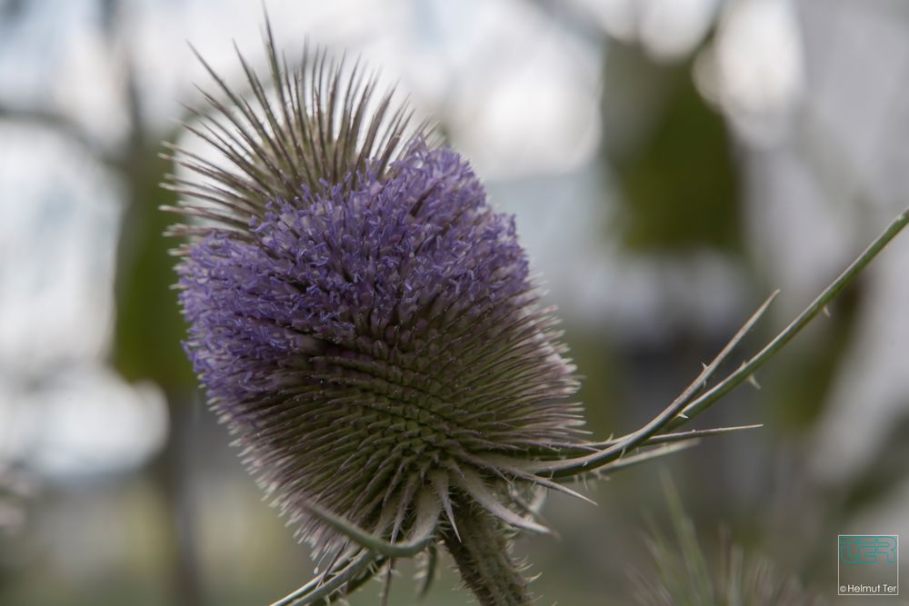 Ringdistel (Carduus) 