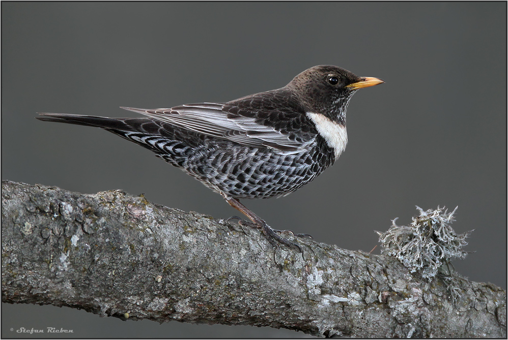 Ringdrossel Foto & Bild | tiere, wildlife, wild lebende vögel Bilder auf fotocommunity