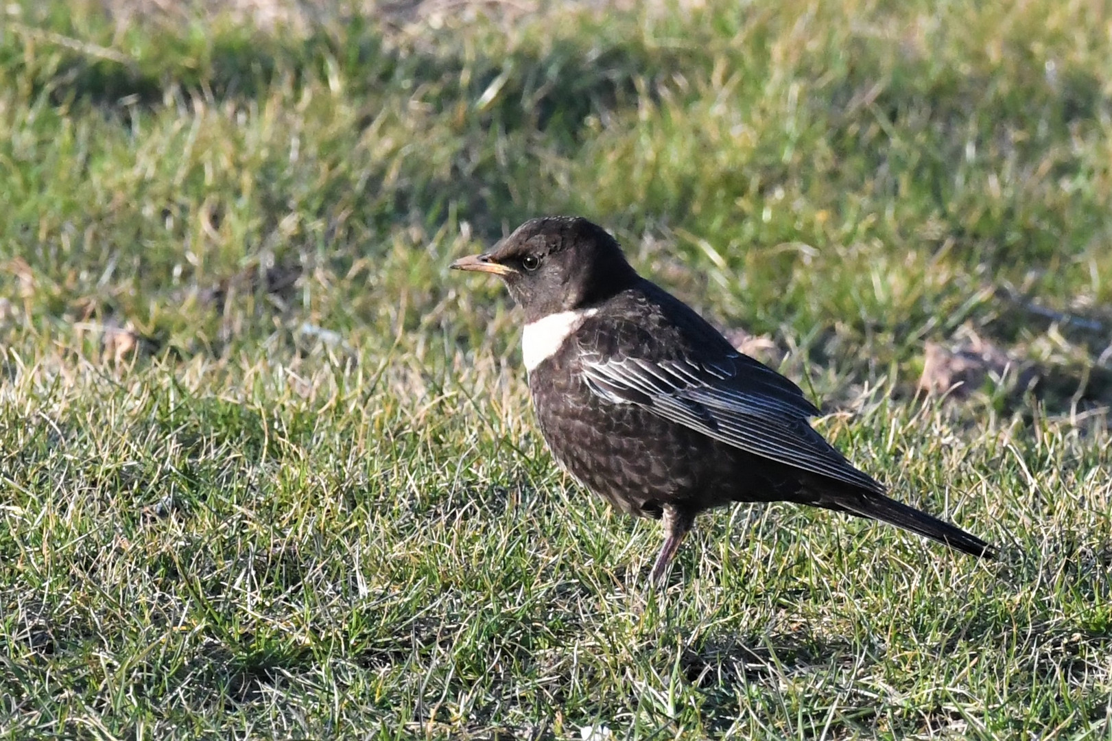 Ringdrossel, Ring Ouzel