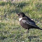 Ringdrossel, Ring Ouzel