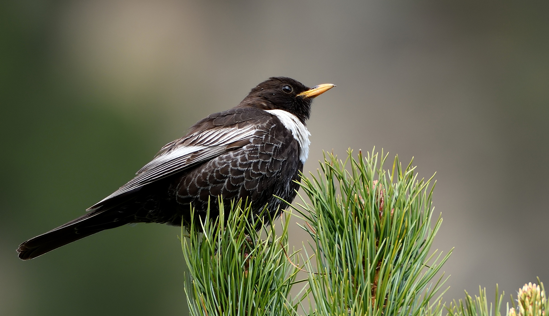 Ringdrossel (Turdus torquatus)