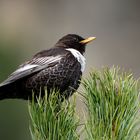 Ringdrossel (Turdus torquatus)