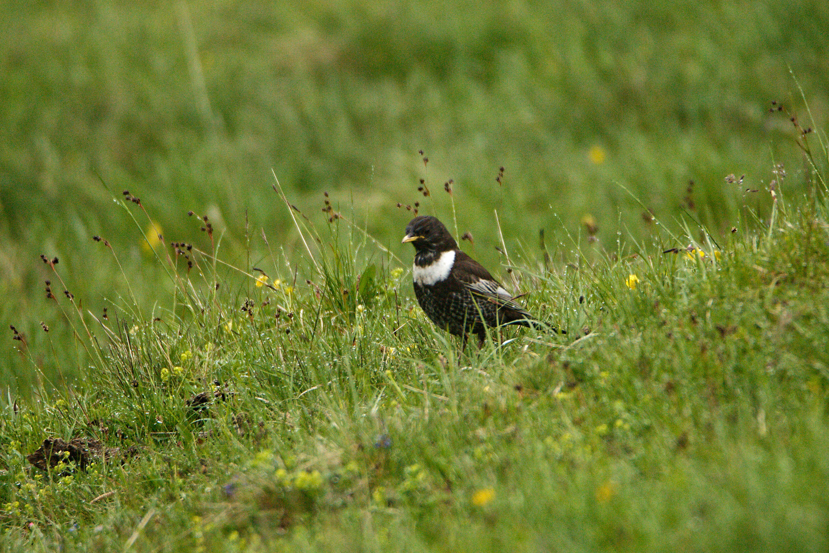 Ringdrossel (Turdus torquatus)