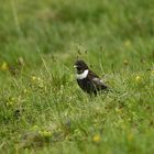 Ringdrossel (Turdus torquatus)