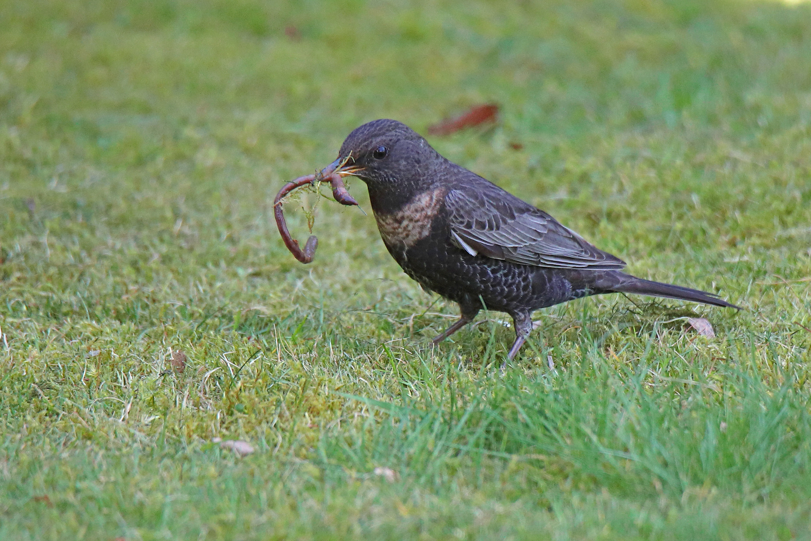 Ringdrossel Weibchen