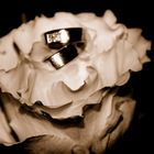 Ringe - Rose