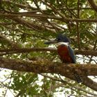 - Ringed Kingfisher -