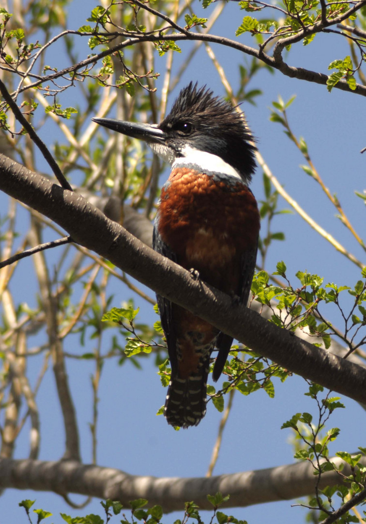 Ringed Kingfisher