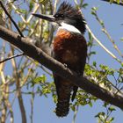 Ringed Kingfisher