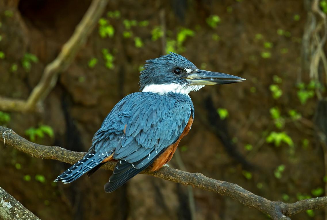 Ringed Kingfisher