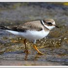 Ringed plover