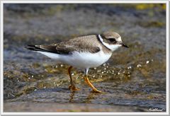 Ringed plover