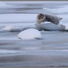 Ringed Seal