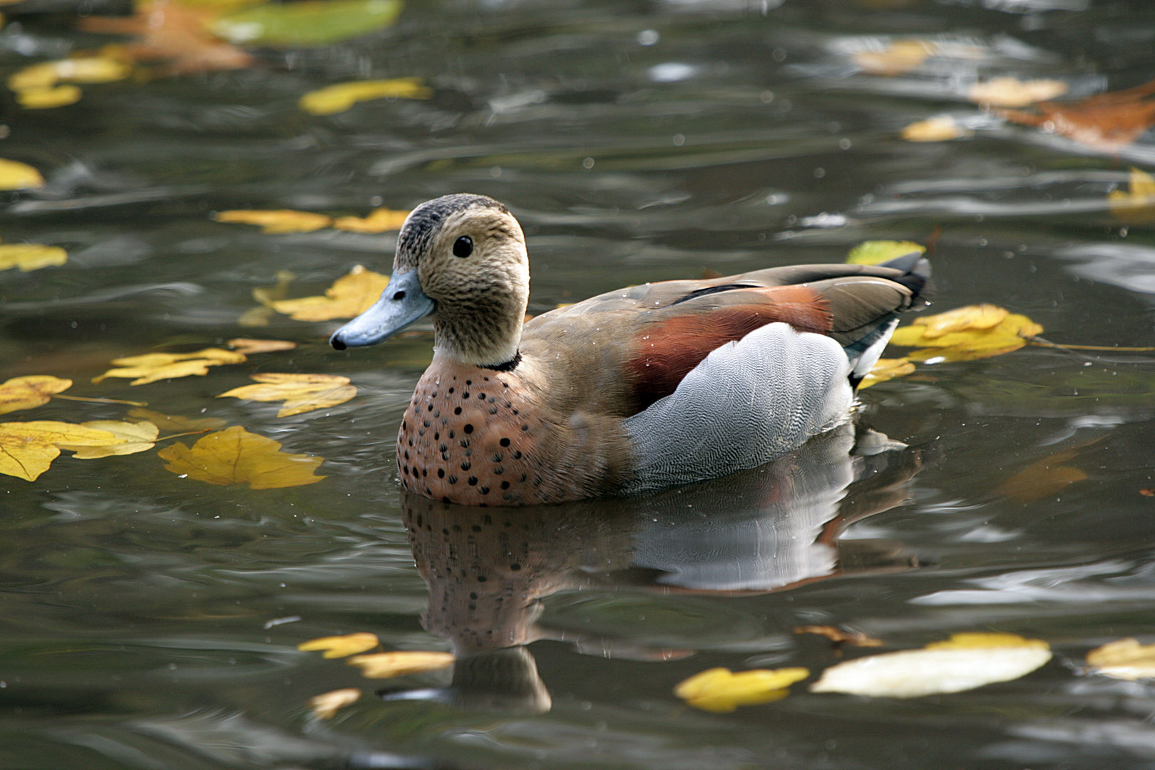 Ringed Teal