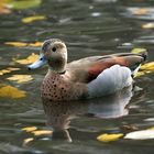 Ringed Teal