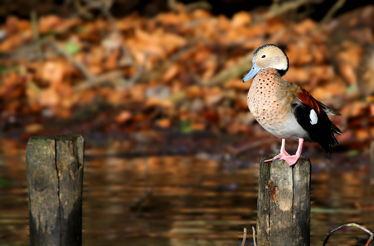 Ringed Teal (male)