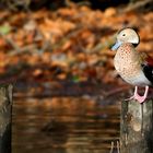 Ringed Teal (male)