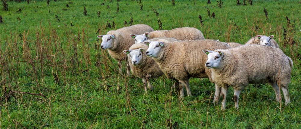 ringel rangel rose Foto & Bild quatsch, fun und rätselecke, tiere