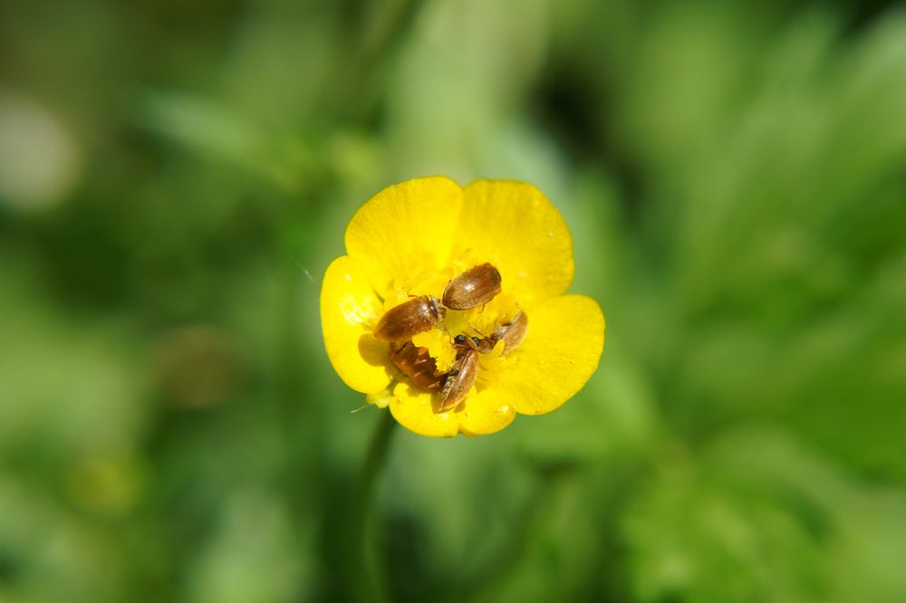 Ringel - Ringel - Reihe