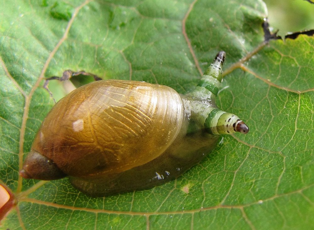 Ringel sind wohl in