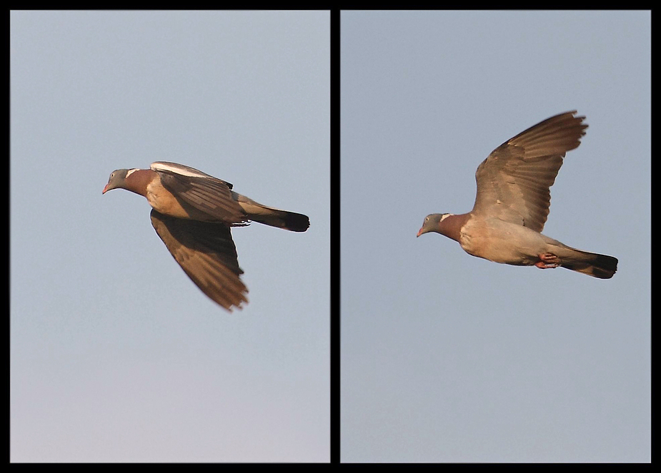 *Ringel - Taube - Flugstudie*