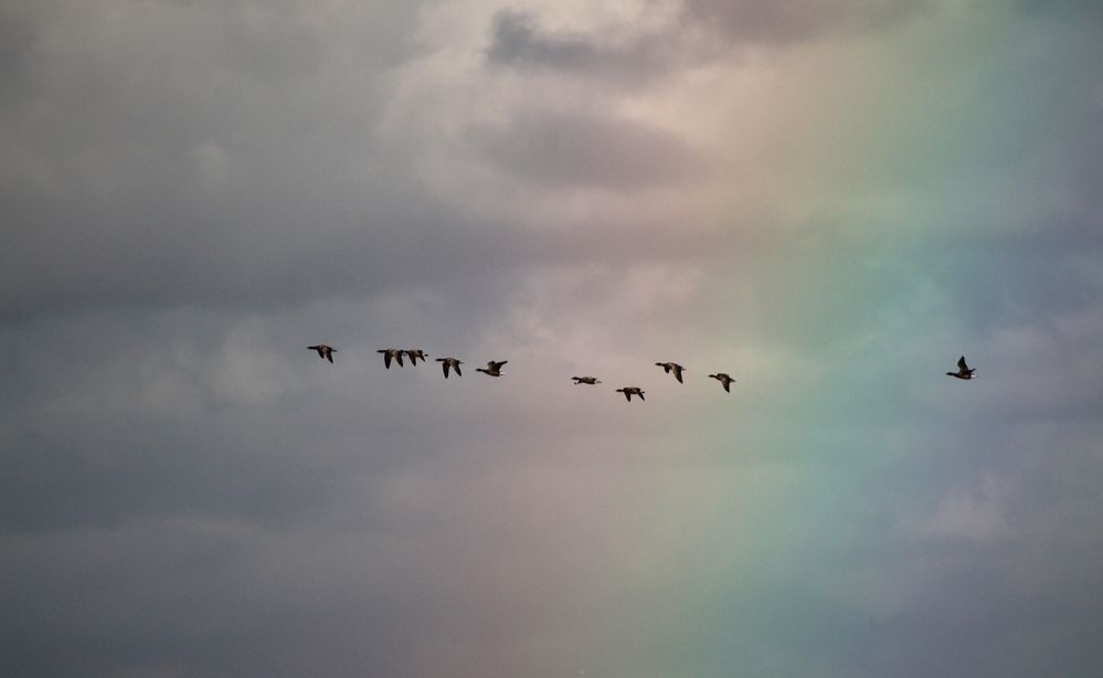 Ringel unterm Regenbogen