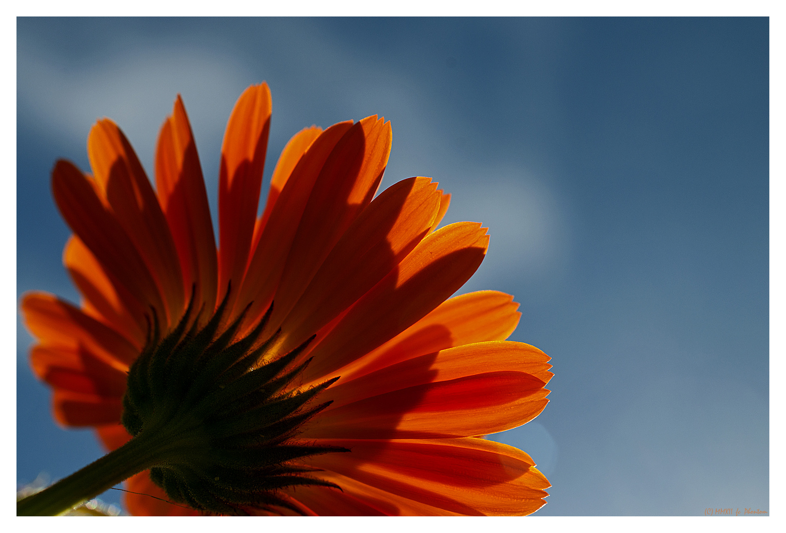 Ringelblümchen sucht Sonne