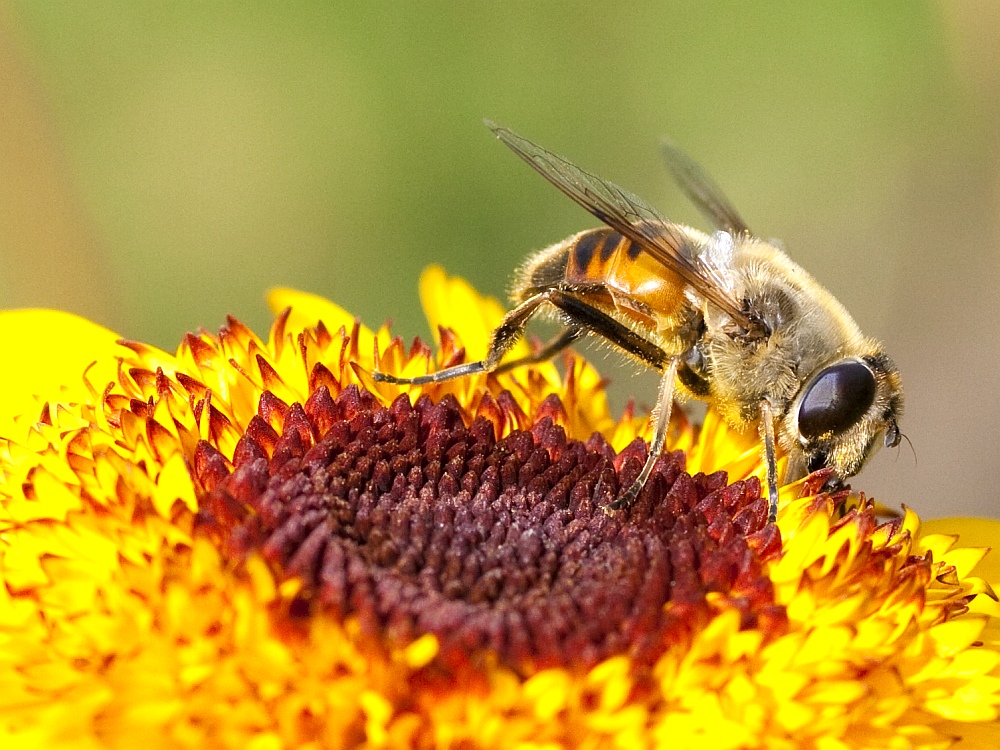 Ringelblümchenbestäuberin