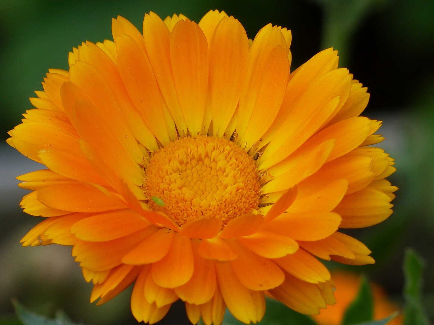 ringelblume Foto & Bild | pflanzen, pilze & flechten, heilpflanzen