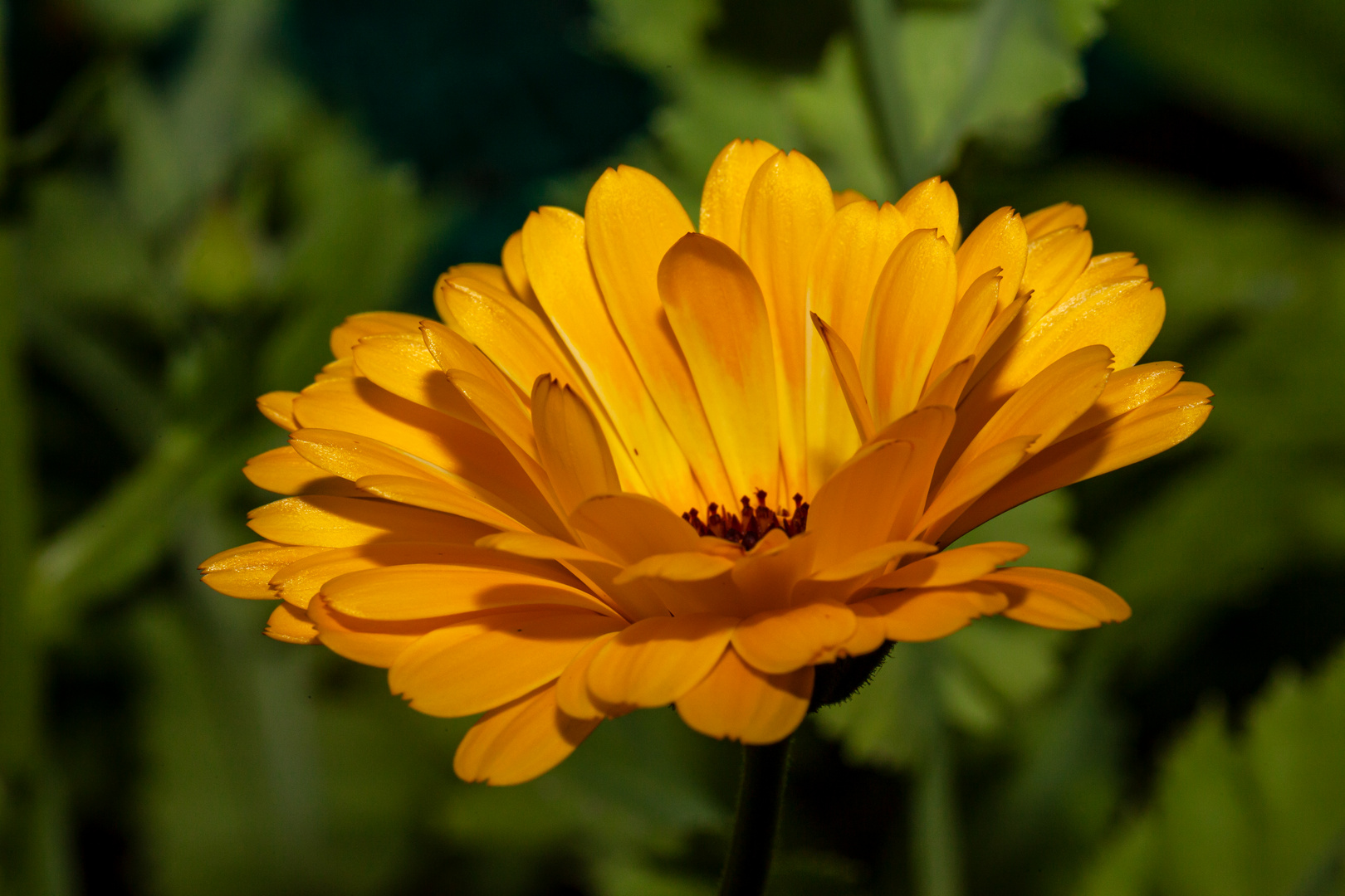 Ringelblume Foto & Bild | pflanzen, pilze & flechten, blüten