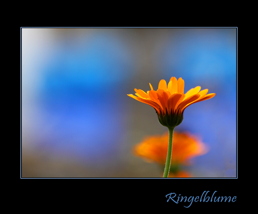 Ringelblume