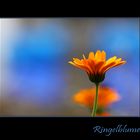 Ringelblume