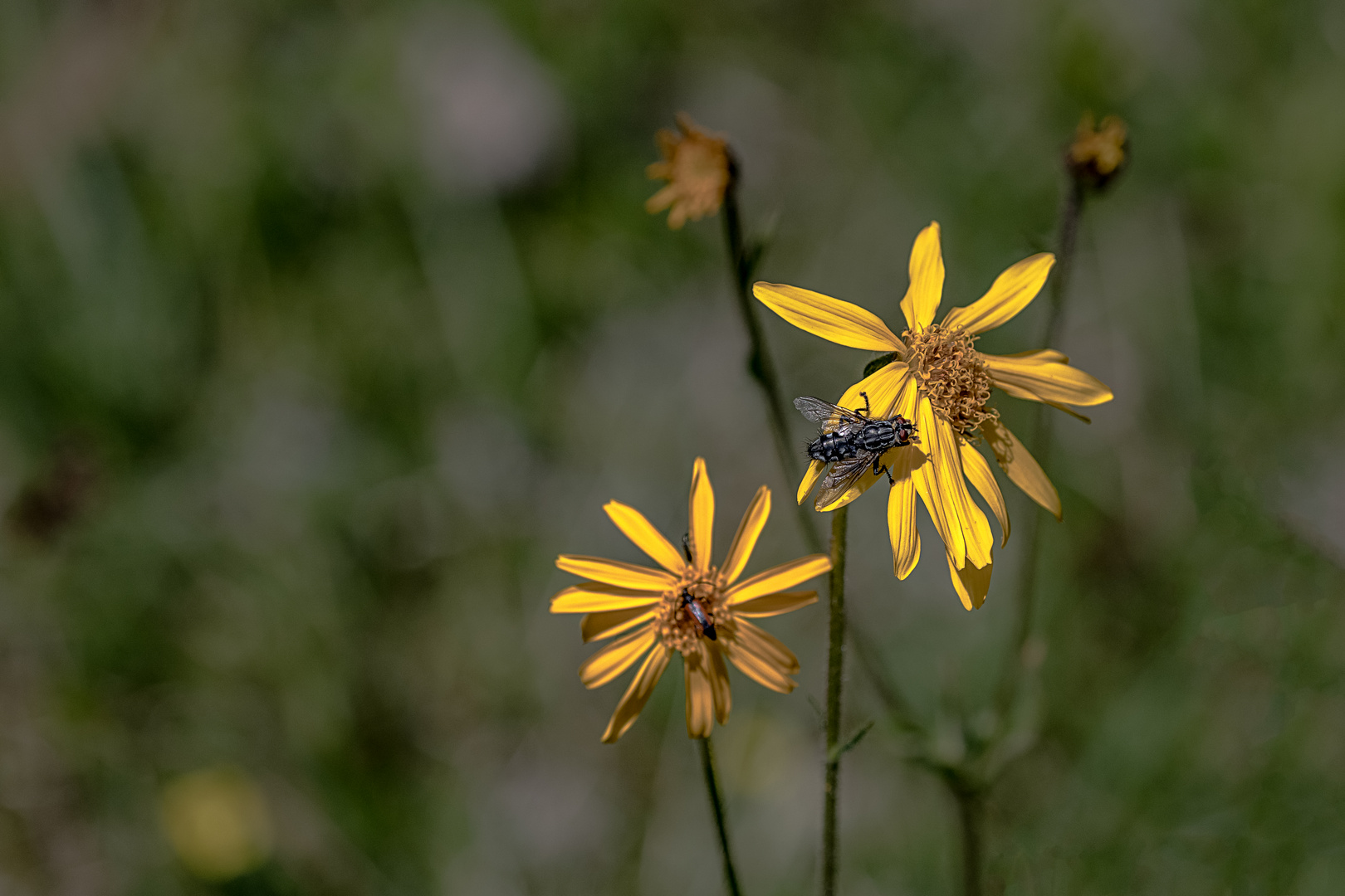 Ringelblume