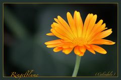 Ringelblume