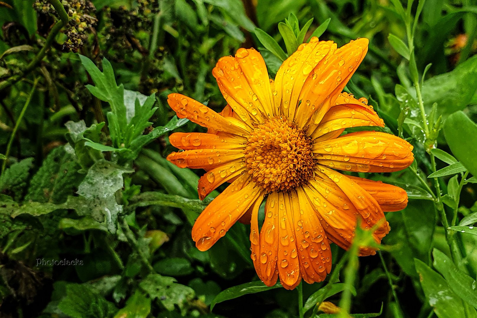 Ringelblume Foto & Bild | spezial, natur, nahaufnahme Bilder auf