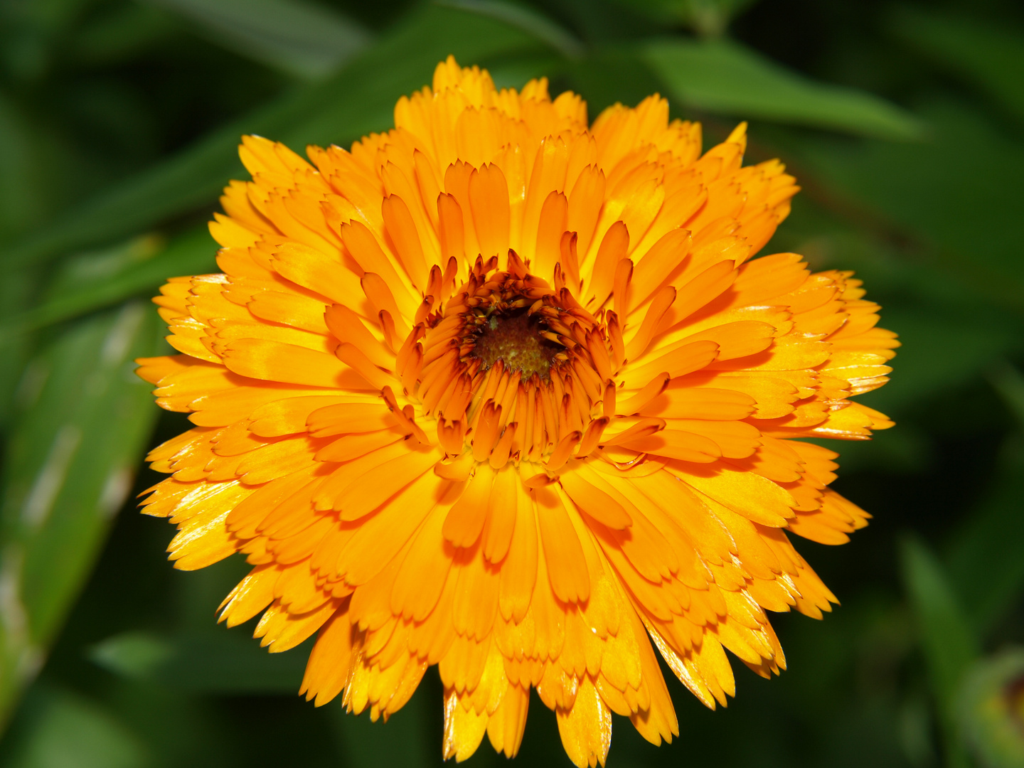 Ringelblume Foto & Bild | pflanzen, pilze & flechten, heilpflanzen