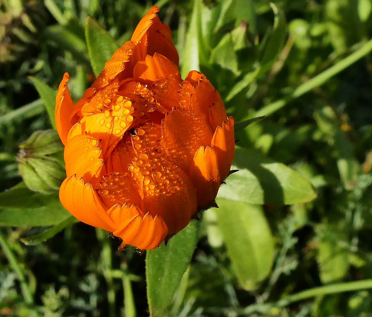 Ringelblume am frühen Morgen