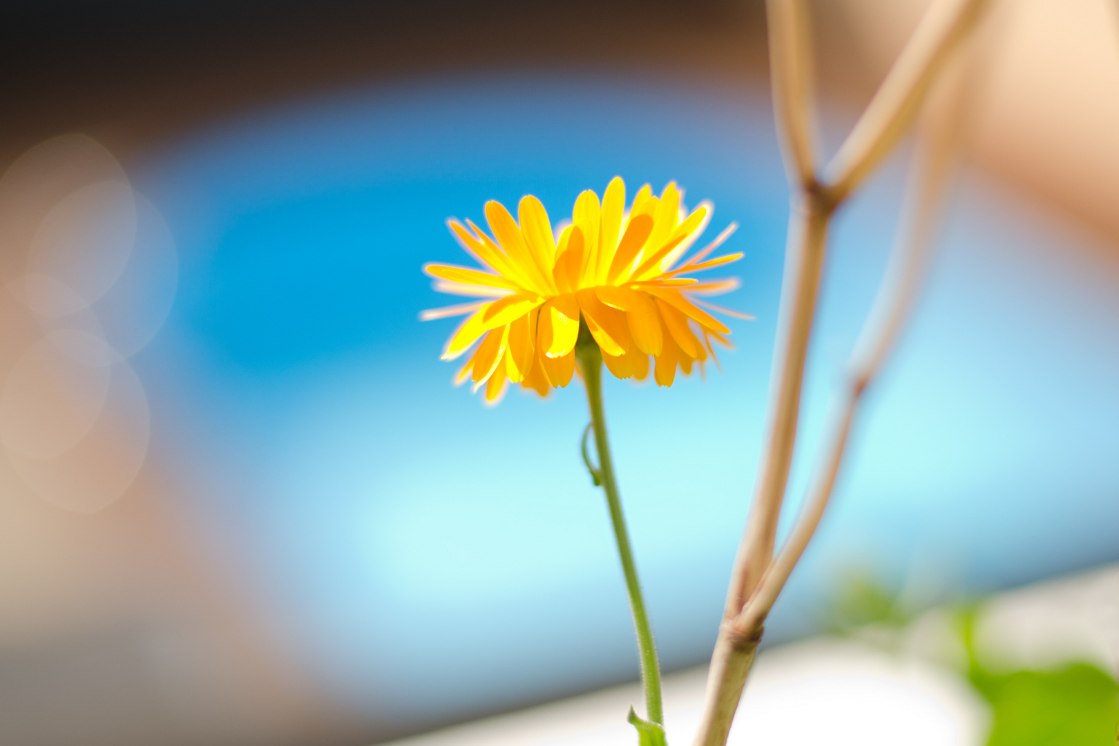 Ringelblume auf Balkonien