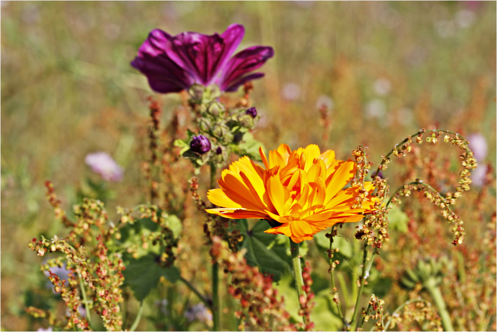 Ringelblume auf der Wildblumenwiese