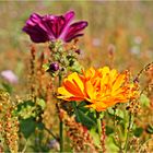 Ringelblume auf der Wildblumenwiese