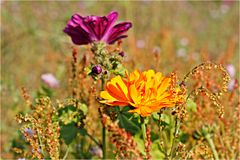 Ringelblume auf der Wildblumenwiese