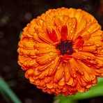 Ringelblume