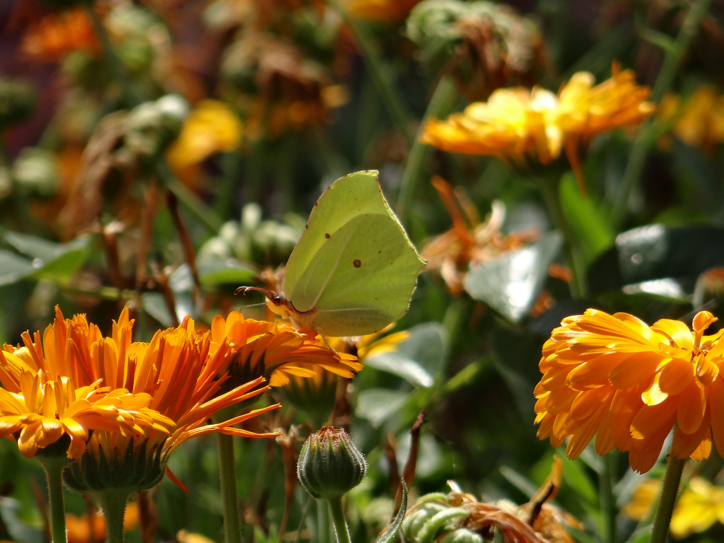 Ringelblume bekommte Besuch